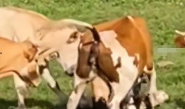 网友对牛不啦最新爆料,揭秘娱乐圈惊人内幕！